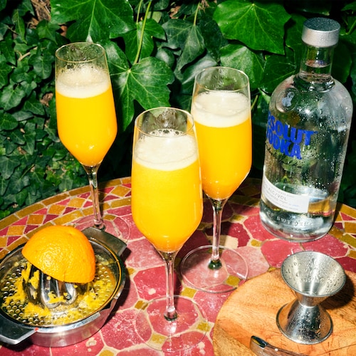 absolut mimosa in environment