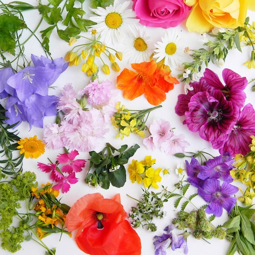 Drinks & cocktails with Edible Flower | Absolut Drinks