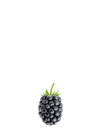 blackberry against white background